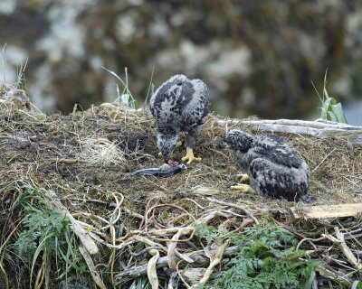 Eagle, Bald, Nest, 2 Eaglets, Male left fish-071707-Summer Bay, Unalaska Island, AK-#0277.jpg