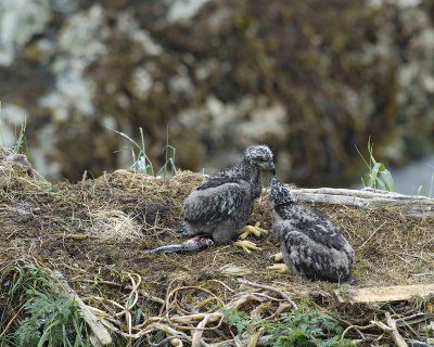 Eagle, Bald, Nest, 2 Eaglets, Male left fish-071707-Summer Bay, Unalaska Island, AK-#0283.jpg