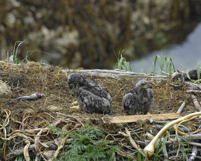 Eagle, Bald, Nest, 2 Eaglets, Male left fish-071707-Summer Bay, Unalaska Island, AK-#0288.jpg