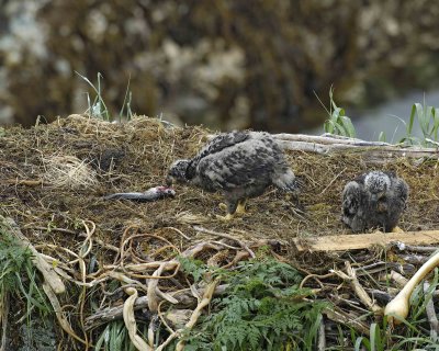 Eagle, Bald, Nest, 2 Eaglets, Male left fish-071707-Summer Bay, Unalaska Island, AK-#0294.jpg