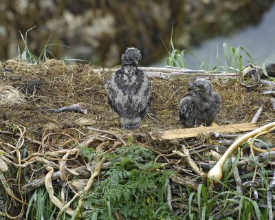 Eagle, Bald, Nest, 2 Eaglets, Male left fish-071707-Summer Bay, Unalaska Island, AK-#0305.jpg