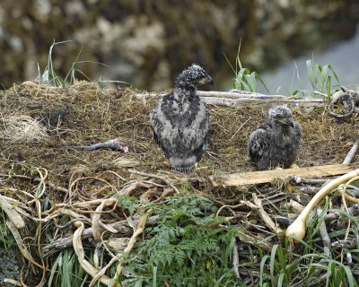 Eagle, Bald, Nest, 2 Eaglets, Male left fish-071707-Summer Bay, Unalaska Island, AK-#0306.jpg