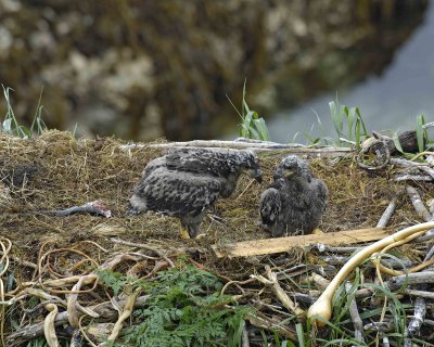 Eagle, Bald, Nest, 2 Eaglets, Male left fish-071707-Summer Bay, Unalaska Island, AK-#0312.jpg