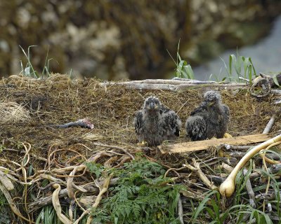 Eagle, Bald, Nest, 2 Eaglets, Male left fish-071707-Summer Bay, Unalaska Island, AK-#0321.jpg