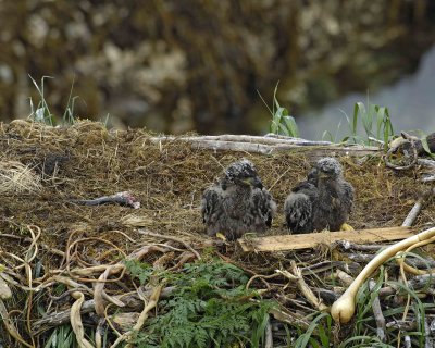 Eagle, Bald, Nest, 2 Eaglets, Male left fish-071707-Summer Bay, Unalaska Island, AK-#0325.jpg
