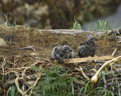 Eagle, Bald, Nest, 2 Eaglets, Male left fish-071707-Summer Bay, Unalaska Island, AK-#0340.jpg