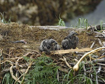 Eagle, Bald, Nest, 2 Eaglets, Male left fish-071707-Summer Bay, Unalaska Island, AK-#0344.jpg