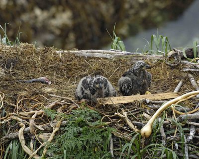 Eagle, Bald, Nest, 2 Eaglets, Male left fish-071707-Summer Bay, Unalaska Island, AK-#0352.jpg