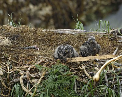 Eagle, Bald, Nest, 2 Eaglets, Male left fish-071707-Summer Bay, Unalaska Island, AK-#0357.jpg
