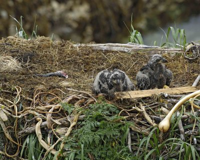 Eagle, Bald, Nest, 2 Eaglets, Male left fish-071707-Summer Bay, Unalaska Island, AK-#0364.jpg