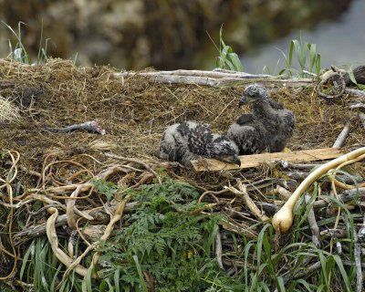 Eagle, Bald, Nest, 2 Eaglets, Male left fish-071707-Summer Bay, Unalaska Island, AK-#0366.jpg