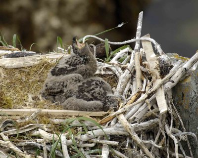 Eagle, Bald, Nest, 2 Eaglets, head throw-071507-Summer Bay, Unalaska Island, AK-#1214.jpg
