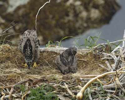 Eagle, Bald, Nest, 2 Eaglets, one squirting over side-071607-Summer Bay, Unalaska Island, AK-#0814.jpg