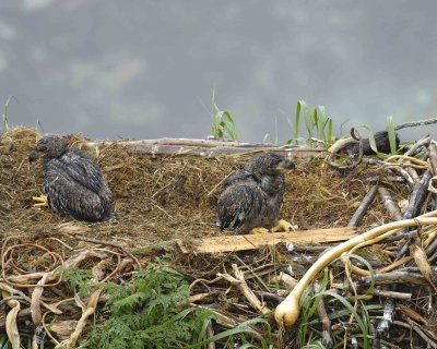 Eagle, Bald, Nest, 2 Eaglets, rain soaked-071707-Summer Bay, Unalaska Island, AK-#0002.jpg
