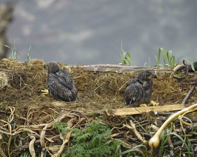 Eagle, Bald, Nest, 2 Eaglets, rain soaked-071707-Summer Bay, Unalaska Island, AK-#0024.jpg