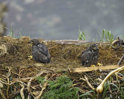 Eagle, Bald, Nest, 2 Eaglets, rain soaked-071707-Summer Bay, Unalaska Island, AK-#0028.jpg