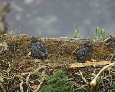 Eagle, Bald, Nest, 2 Eaglets, rain soaked-071707-Summer Bay, Unalaska Island, AK-#0032.jpg