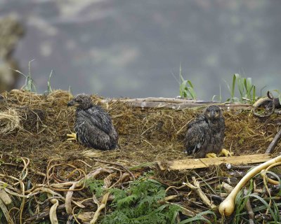 Eagle, Bald, Nest, 2 Eaglets, rain soaked-071707-Summer Bay, Unalaska Island, AK-#0033.jpg