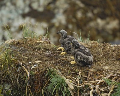 Eagle, Bald, Nest, 2 Eaglets, rain soaked-071707-Summer Bay, Unalaska Island, AK-#0191.jpg