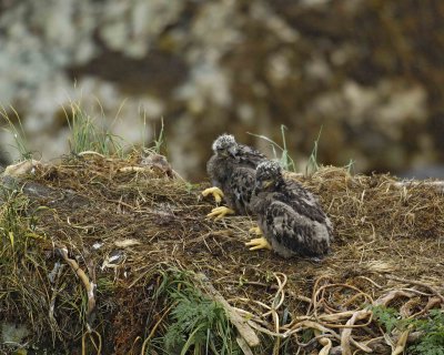 Eagle, Bald, Nest, 2 Eaglets, rain soaked-071707-Summer Bay, Unalaska Island, AK-#0197.jpg