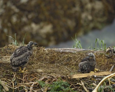 Eagle, Bald, Nest, 2 Eaglets, rain soaked-071707-Summer Bay, Unalaska Island, AK-#0205.jpg