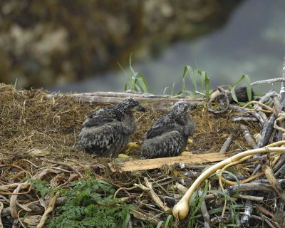 Eagle, Bald, Nest, 2 Eaglets, rain soaked-071707-Summer Bay, Unalaska Island, AK-#0218.jpg