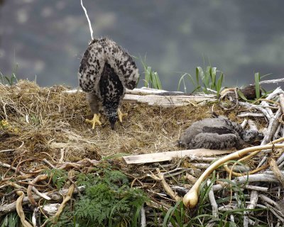 Eagle, Bald, Nest, 2 Eaglets, squirting over side-071807-Summer Bay, Unalaska Island, AK-#0135.jpg