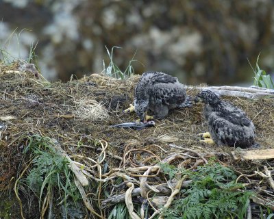 Eagle, Bald, Nest, 2 Eaglets, with fish-071707-Summer Bay, Unalaska Island, AK-#0262.jpg