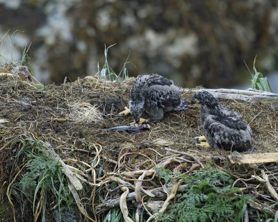 Eagle, Bald, Nest, 2 Eaglets, with fish-071707-Summer Bay, Unalaska Island, AK-#0264.jpg