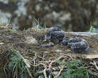Eagle, Bald, Nest, 2 Eaglets, with fish-071707-Summer Bay, Unalaska Island, AK-#0268.jpg