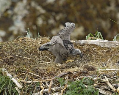 Eagle, Bald, Nest, Eaglet, flexing wings-071607-Summer Bay, Unalaska Island, AK-#0494.jpg