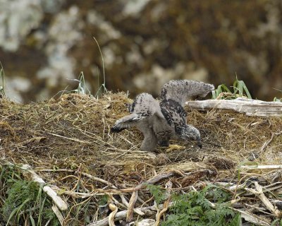 Eagle, Bald, Nest, Eaglet, flexing wings-071607-Summer Bay, Unalaska Island, AK-#0497.jpg