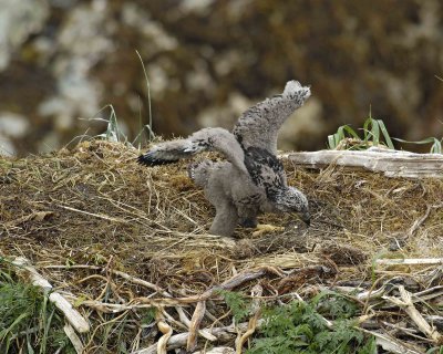 Eagle, Bald, Nest, Eaglet, flexing wings-071607-Summer Bay, Unalaska Island, AK-#0499.jpg