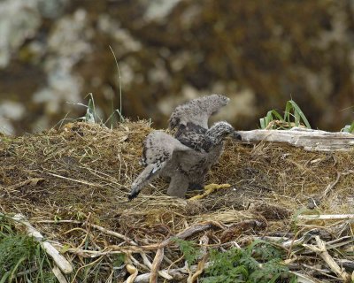 Eagle, Bald, Nest, Eaglet, flexing wings-071607-Summer Bay, Unalaska Island, AK-#0504.jpg