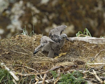 Eagle, Bald, Nest, Eaglet, flexing wings-071607-Summer Bay, Unalaska Island, AK-#0505.jpg