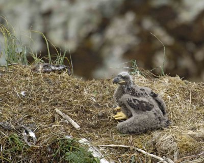 Eagle, Bald, Nest, Eaglet-071507-Summer Bay, Unalaska Island, AK-#0706.jpg