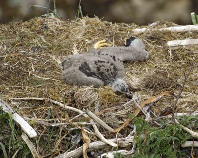 Eagle, Bald, Nest, Eaglet-071507-Summer Bay, Unalaska Island, AK-#0792.jpg