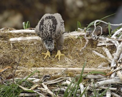 Eagle, Bald, Nest, Eaglet-071507-Summer Bay, Unalaska Island, AK-#0799.jpg