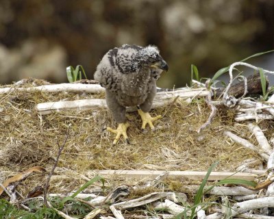 Eagle, Bald, Nest, Eaglet-071507-Summer Bay, Unalaska Island, AK-#0800.jpg