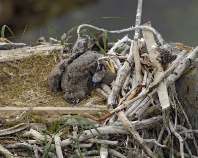 Eagle, Bald, Nest, Eaglet-071507-Summer Bay, Unalaska Island, AK-#0882.jpg