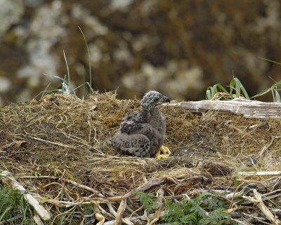 Eagle, Bald, Nest, Eaglet-071607-Summer Bay, Unalaska Island, AK-#0490.jpg