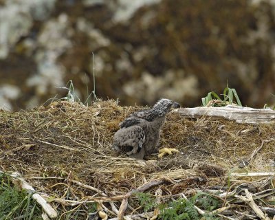 Eagle, Bald, Nest, Eaglet-071607-Summer Bay, Unalaska Island, AK-#0501.jpg