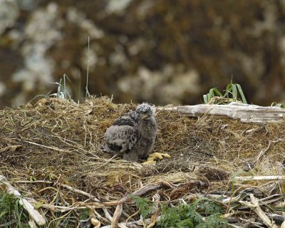 Eagle, Bald, Nest, Eaglet-071607-Summer Bay, Unalaska Island, AK-#0516.jpg