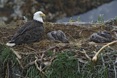 Eagle, Bald, Nest, Female, 2 Eaglets-071607-Summer Bay, Unalaska Island, AK-#1020.jpg