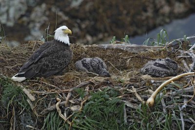Eagle, Bald, Nest, Female, 2 Eaglets-071607-Summer Bay, Unalaska Island, AK-#1032.jpg