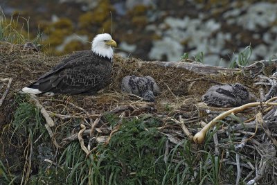 Eagle, Bald, Nest, Female, 2 Eaglets-071607-Summer Bay, Unalaska Island, AK-#1037.jpg