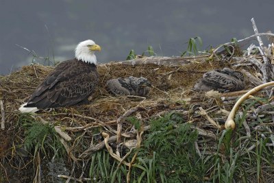 Eagle, Bald, Nest, Female, 2 Eaglets-071607-Summer Bay, Unalaska Island, AK-#1046.jpg