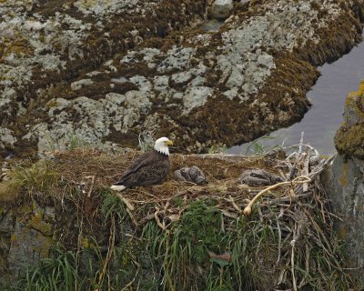 Eagle, Bald, Nest, Female, 2 Eaglets-071607-Summer Bay, Unalaska Island, AK-#1235.jpg