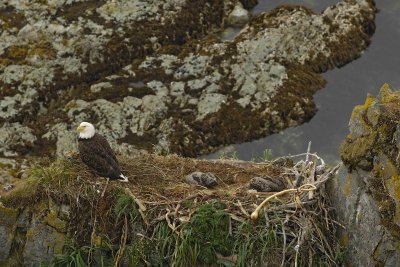 Eagle, Bald, Nest, Female, 2 Eaglets-071607-Summer Bay, Unalaska Island, AK-#1277.jpg