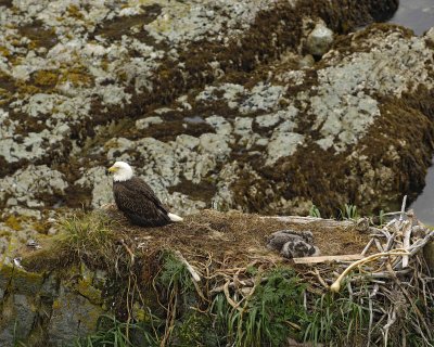 Eagle, Bald, Nest, Female, 2 Eaglets-071707-Summer Bay, Unalaska Island, AK-#0887.jpg